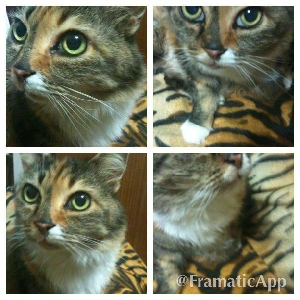 Created by #Framatic on my iPhone. https://itunes.apple.com/app/id568780324