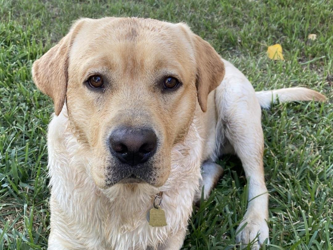 This is our 16 month old male Labrador, Rio. Rio was neutered this past Friday, and needs lots of love and caring over the next couple of weeks. Please send him positive vibes as he recovers!