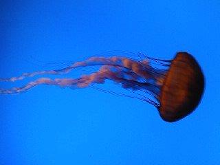 Tabitha Hanke's album, birthday trip to the aquarium 2010