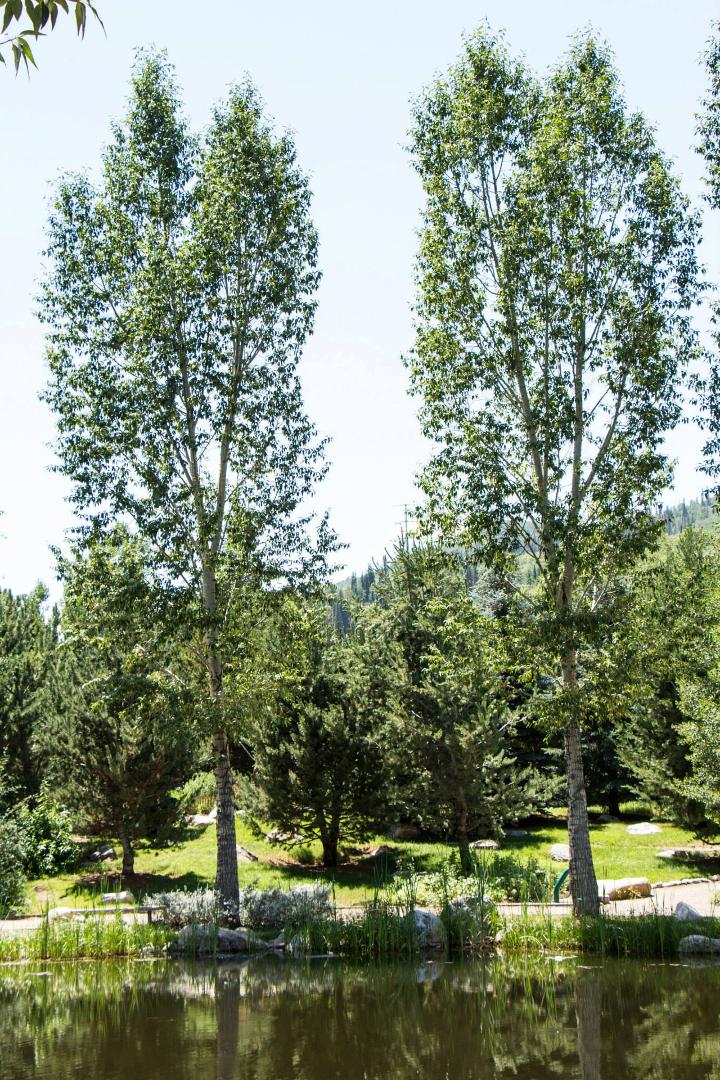 Patrick McDougle's album, Yampa River Botanic Park