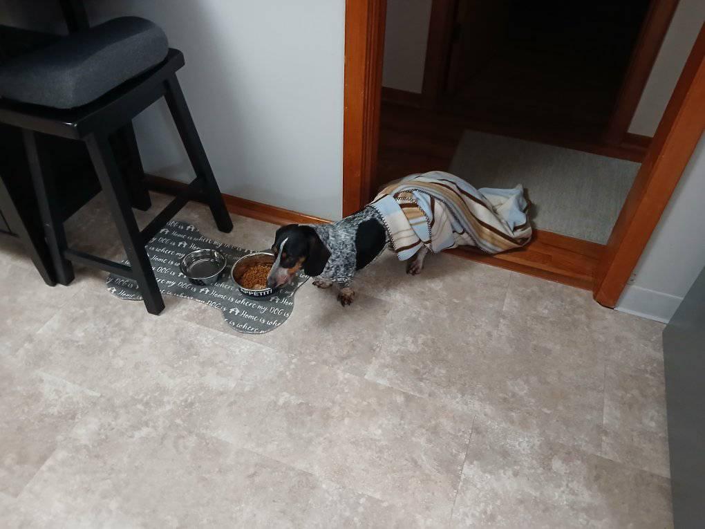 Look, it's a chilly dog.