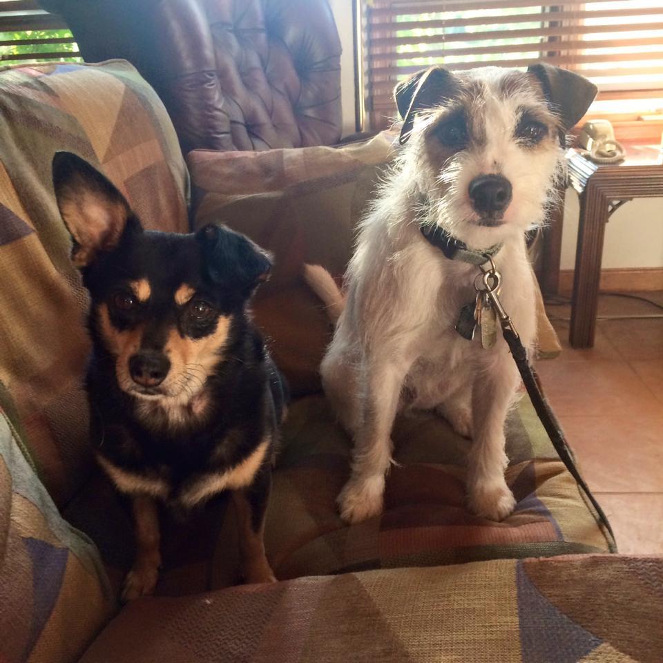 Happy National Dog Day from Teddy and Mocha!