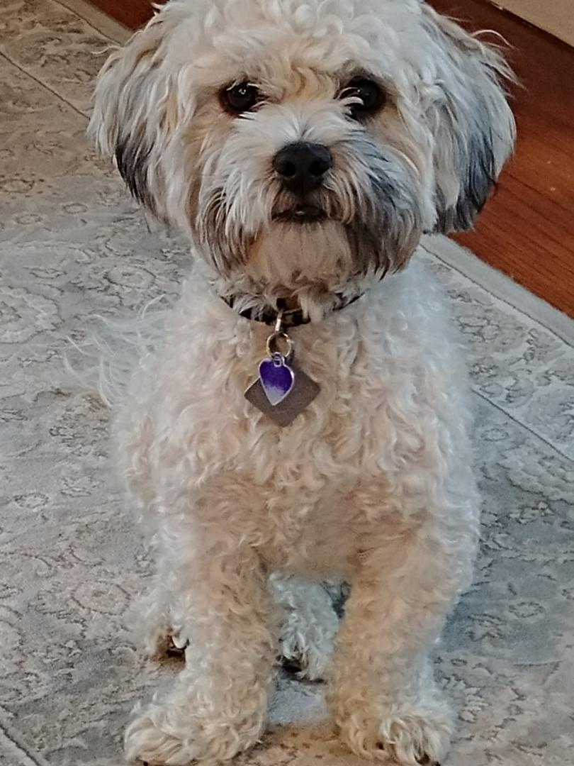 Max is Missing Again!  Last seen in South Lyon on Henry Road South of 12 Mile and East of Milford Rd. around 2:00 p.m. today.  He has tags and a chip.  Call at 248-613-1861 if you see him.