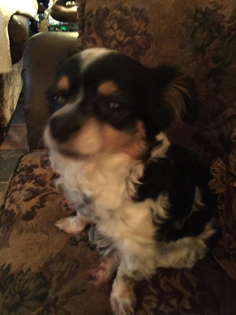 National Dog Day "Our Ben"