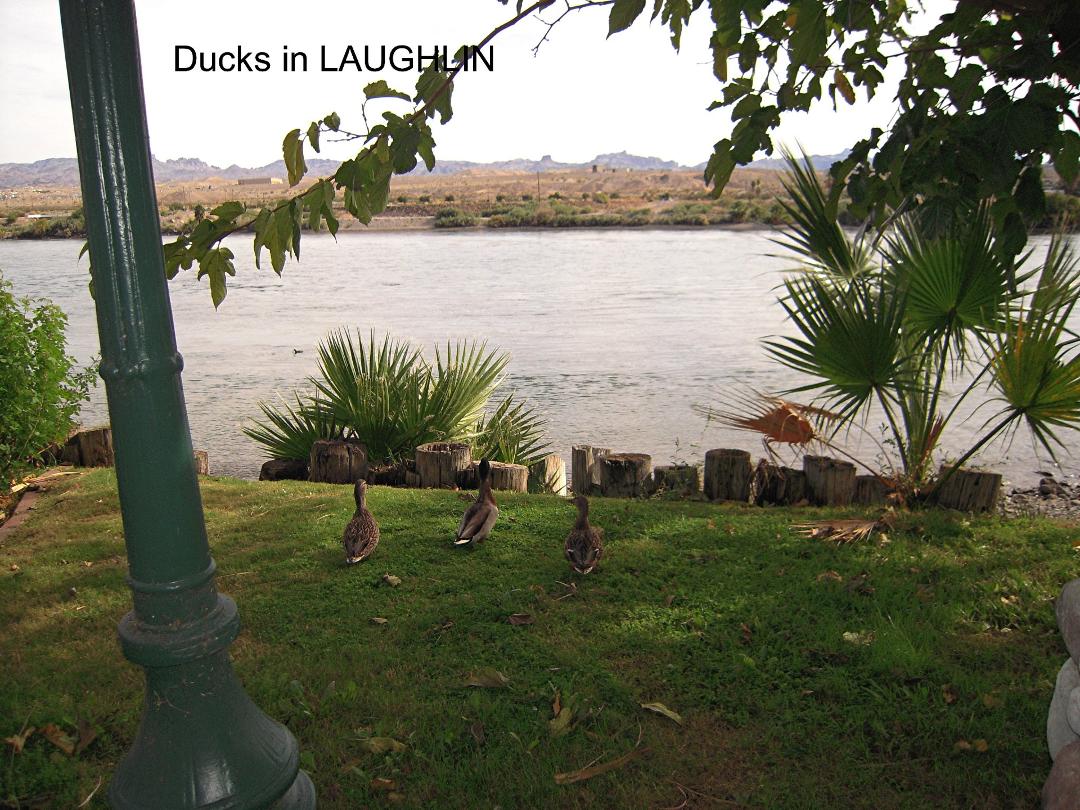 Three friendly ducks