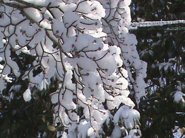 a nearby tree limb heavy with snow