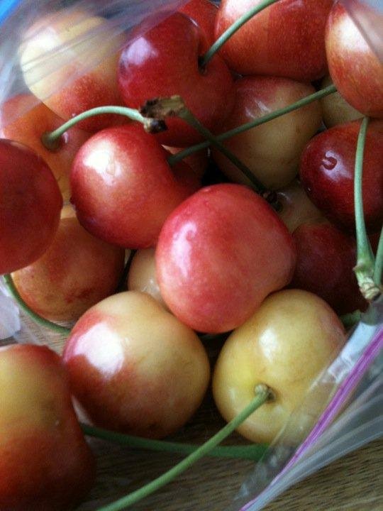 Beautiful Rainier cherries brought in by a patient Yum yum.