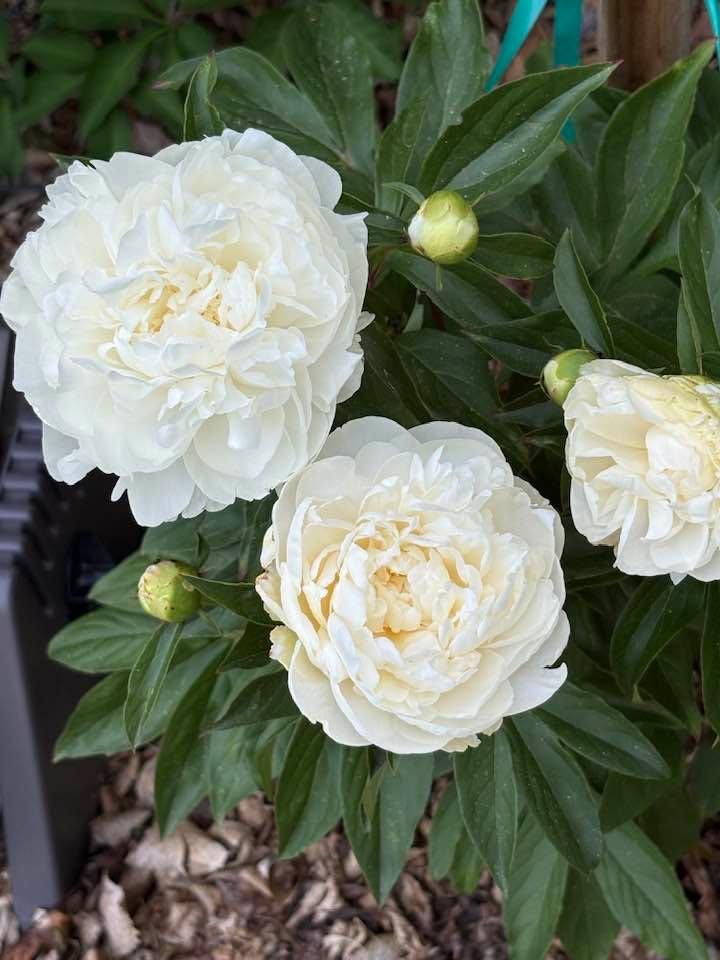 Robert Shippobotham's album, Timeline photos