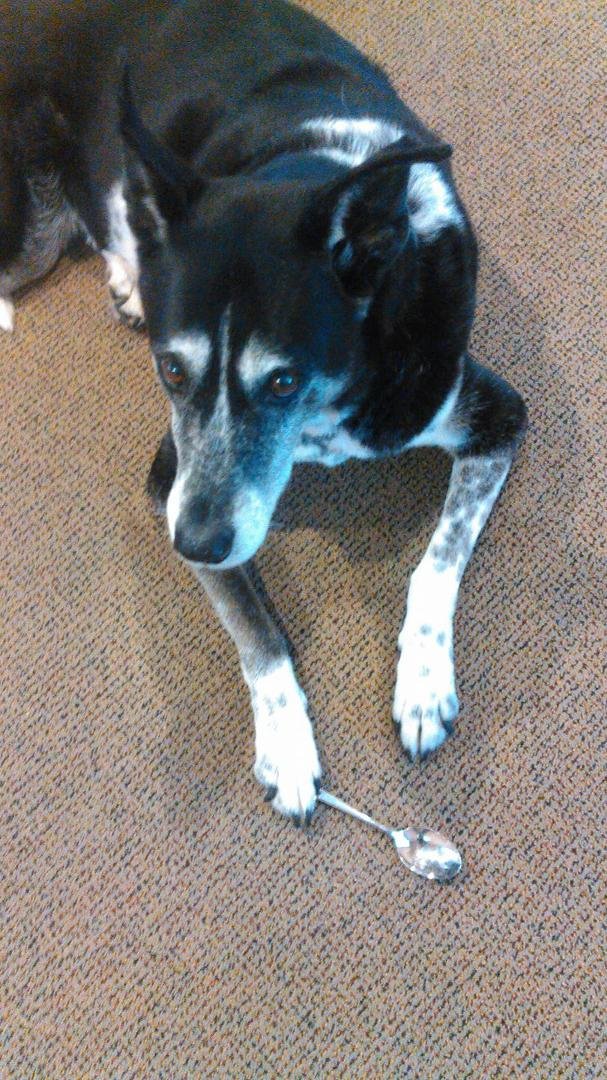 Slim the office dog patiently waiting for lunch.