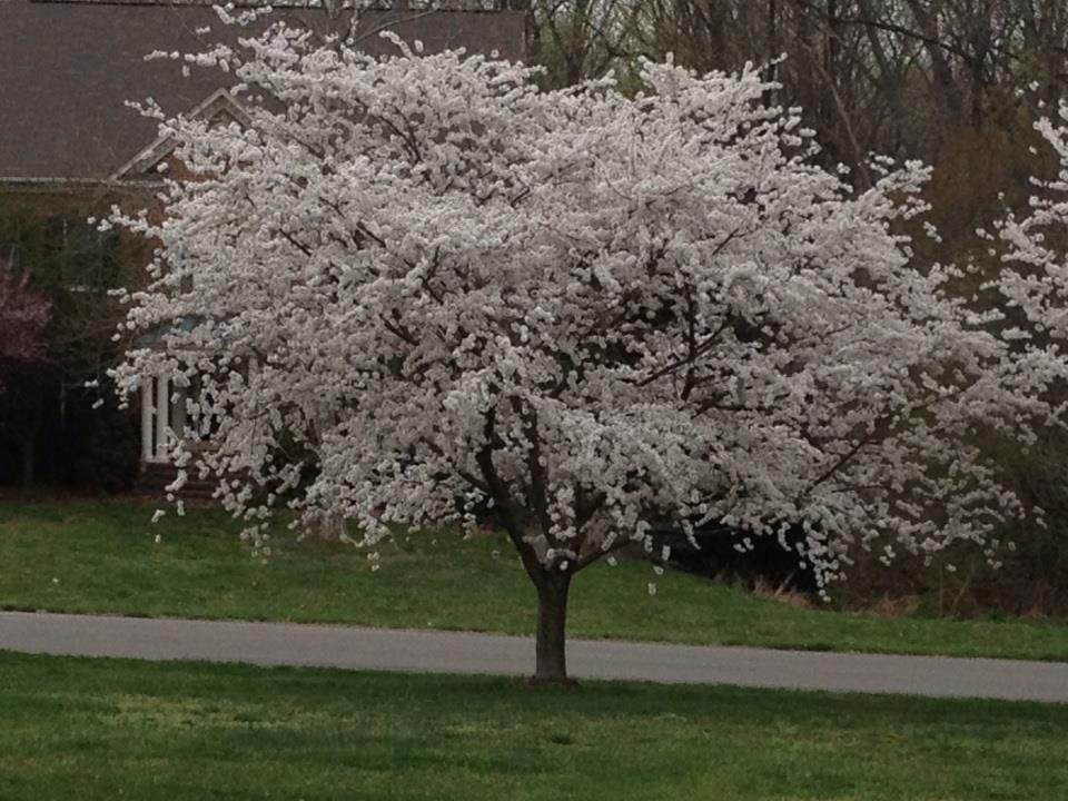 Why go downtown when I can have a blossom parade at home.