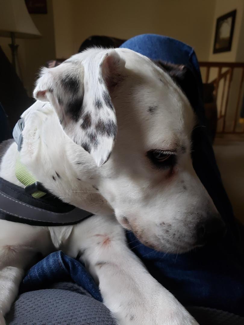 OK, she can stay! Lying on my belly.