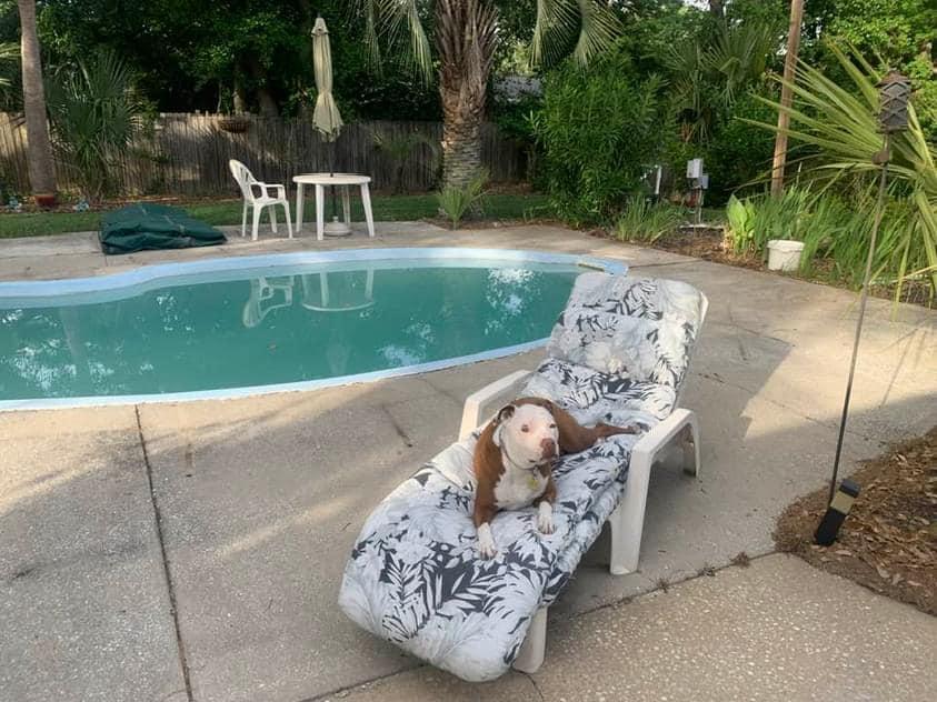 This young lady has her spot all picked out….just took the cover off today(background), she thinks the pool cleans itself over the winter. Won’t be long now Miss Poppy, give me a few days, please. Then it’s all yours to enj