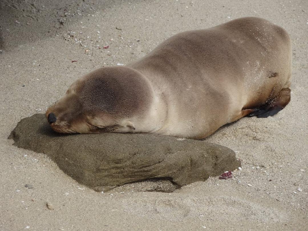 sleeping on a rock!