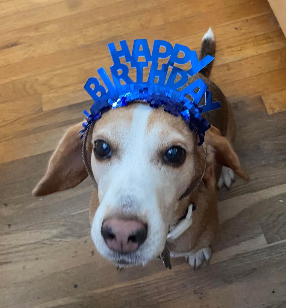 Happy 4th birthday, Duffy!