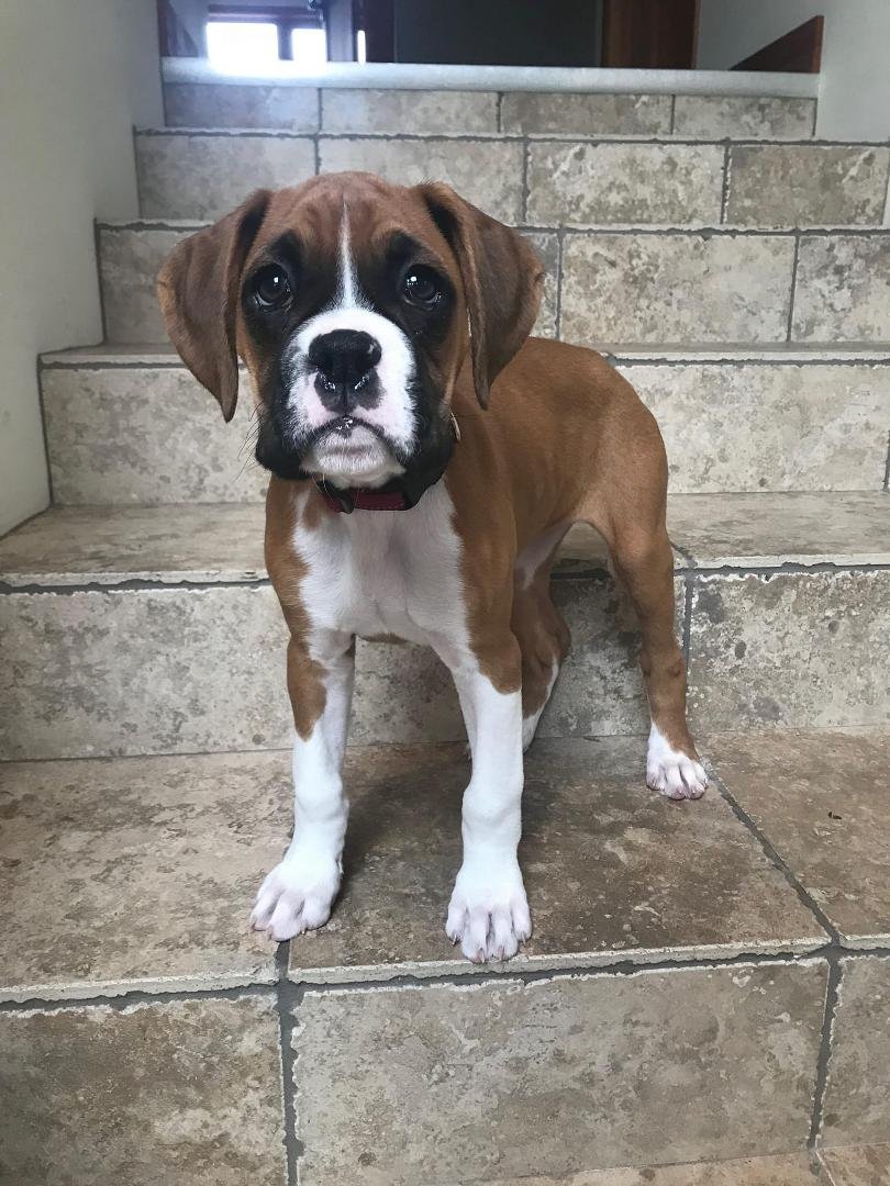 Mae still in training. 10 weeks old