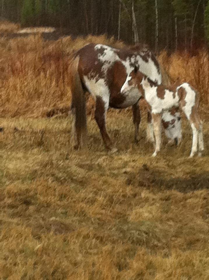 Wild horses on Hwy 58 West