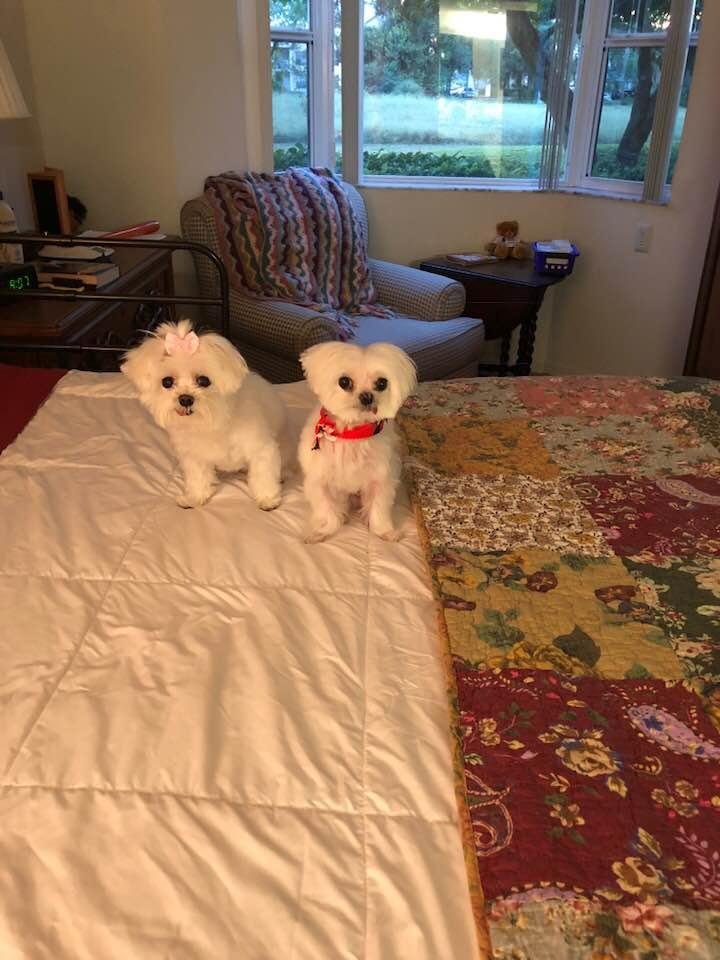 Tessa and Maxi. Newly groomed. My loves