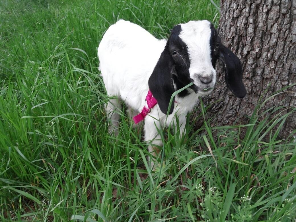 Becky Mincey , My Willie the Kid wants a picture of Daisy Mae for his room but it won't let me download. I'll get him a straw hat and send her a photo too