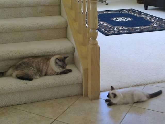 Meet Sadie, the newest member of our family. We recently lost Sophie's companion (Bubba was 15) and she was grieving terribly.