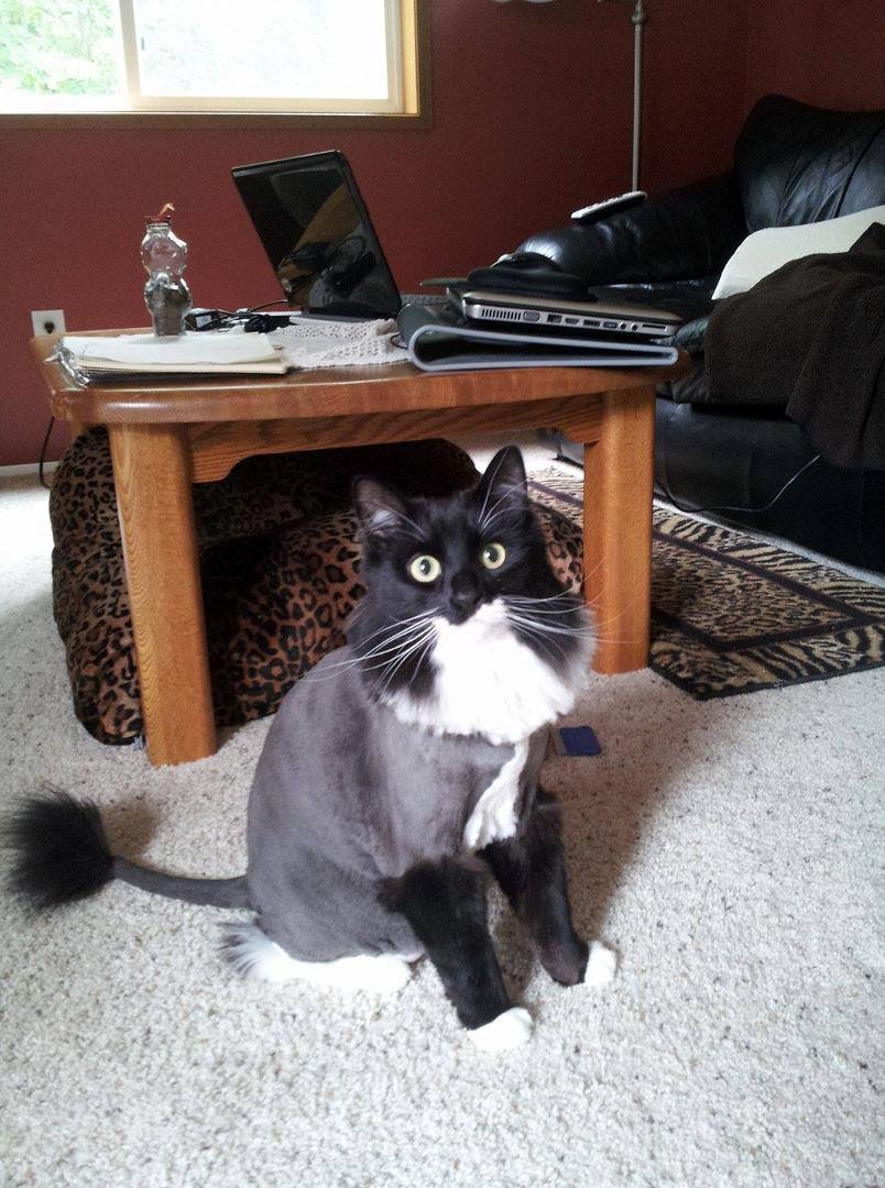Our Cat.....