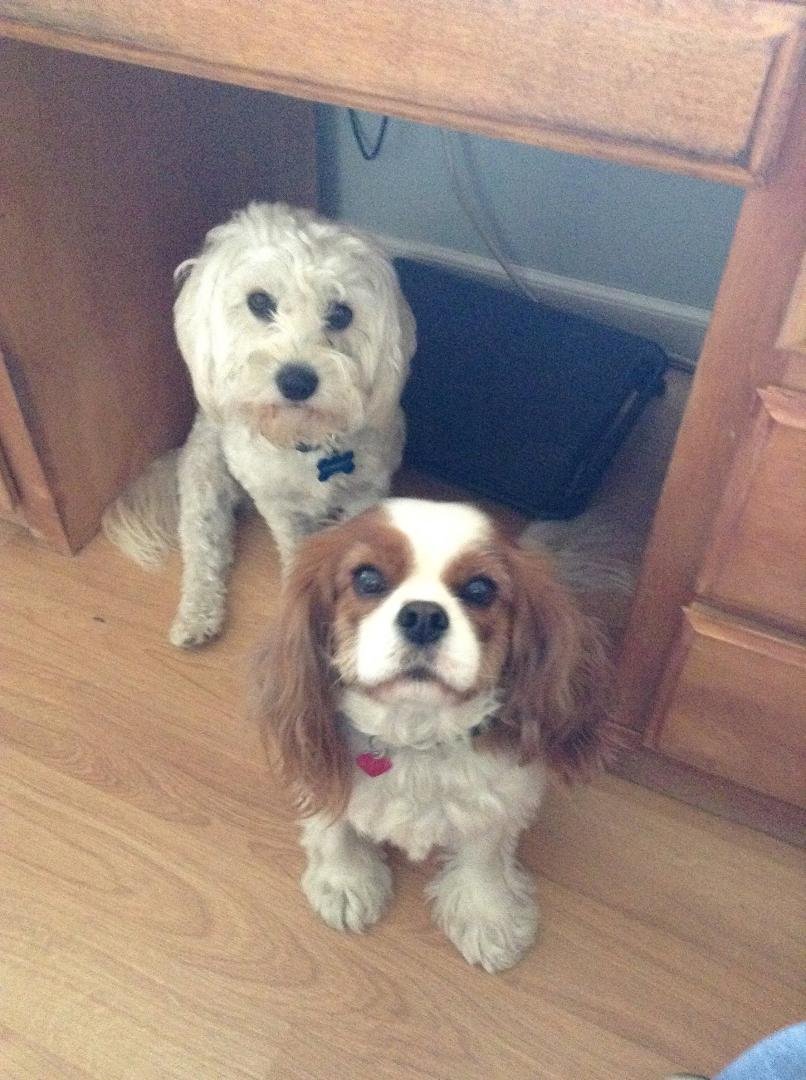 Happy National Dog Day from Max and Abby