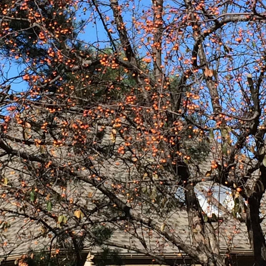 Trying to identify this tree. 30-40 feet tall and loaded with lots of orange berries just