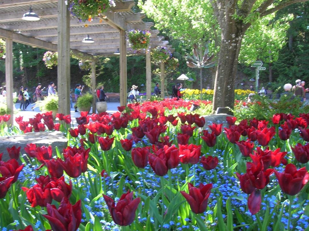 Tulips and blue Forget-Me-Nots.....