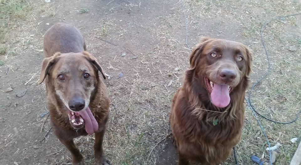 Whisky and Todd