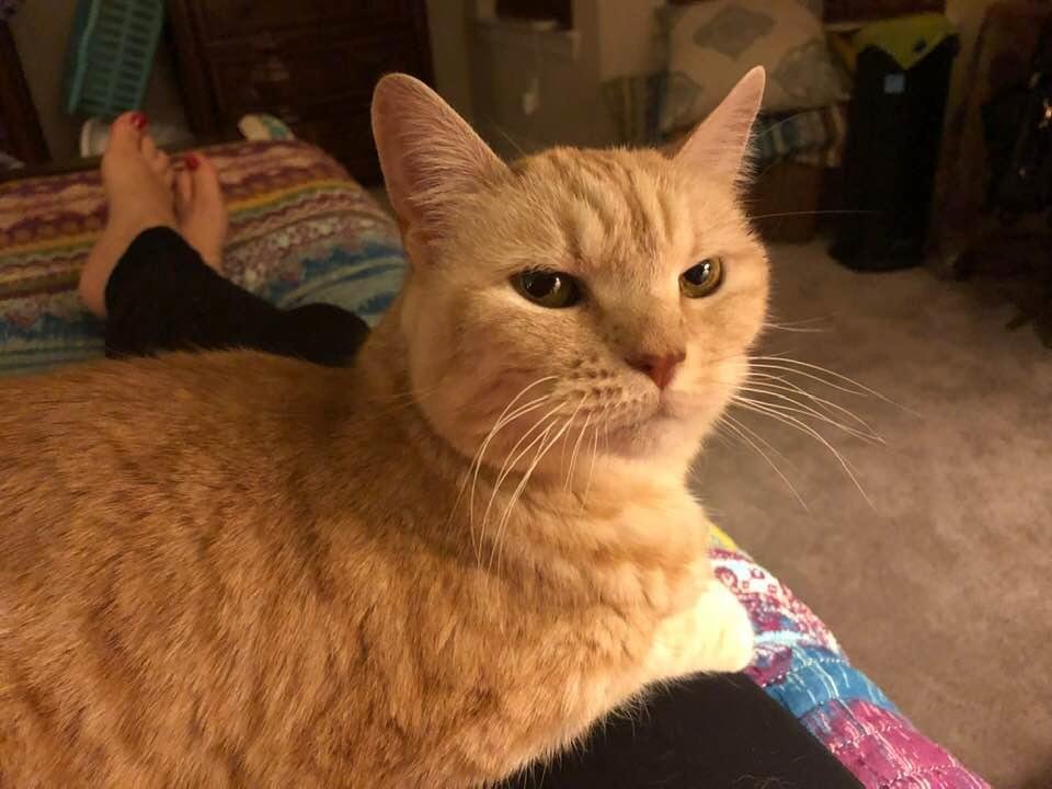 Happy National Pet day! Cassidy you are awesome!