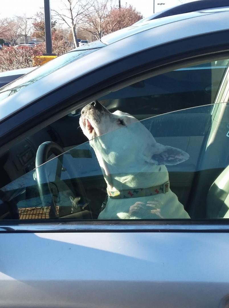 This isn't my dog ,but he or she loves Tim McGraw's music 😂😂