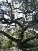 Gordon Malone's album, Secession Oak Bluffton South Carolina