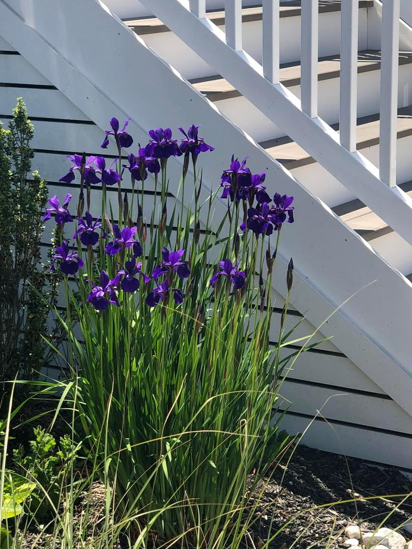Irises in bloom.