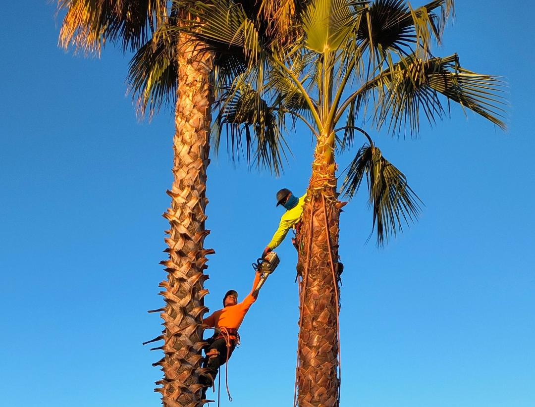 I've loved my palms since they were just 2 feet tall and now they're getting way too expensive to maintain. These guys are braver than me.