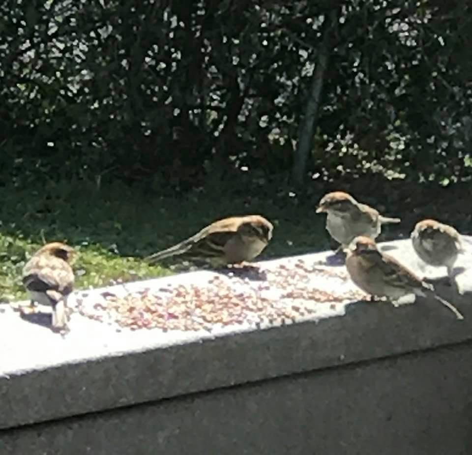 Two years ago we had sparrows all over. This year, not the first one.