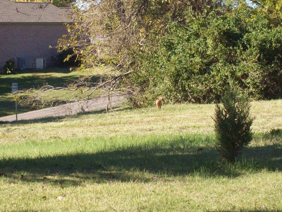 Looks like an adult fox. Can't tell the sex.