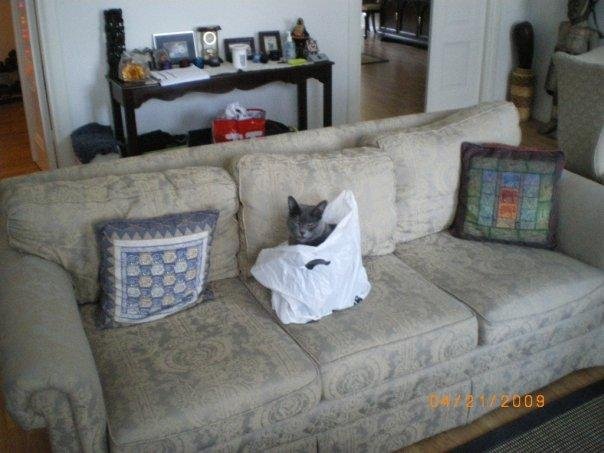 Nermo the cat! Loves bags and boxes!