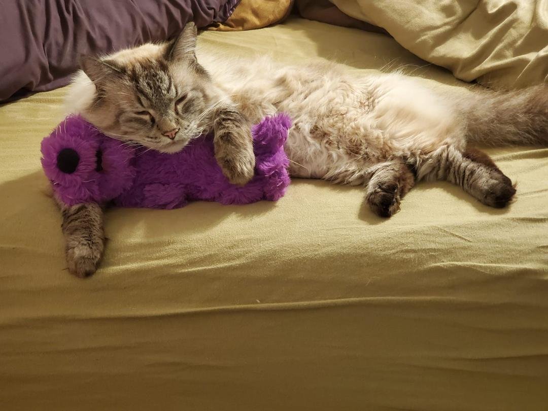 My silly cat. My kids may be grown but someone other than me still like the Otter Rap (Bear in the Big Blue House)
