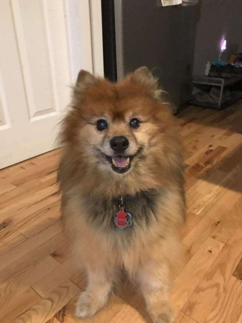 I can’t believe he’s 15 today!!! Happy Birthday Dakota “DOOF” we love you!! 🐶💙