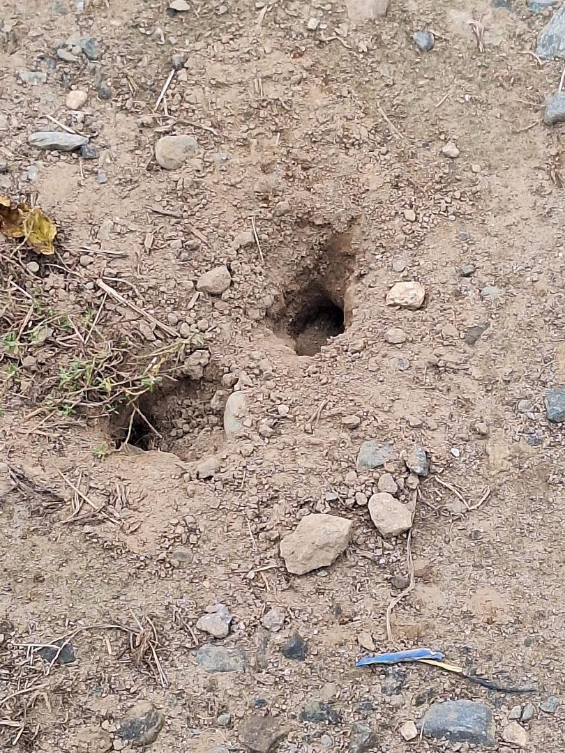 What kind of animal makes these kind of holes