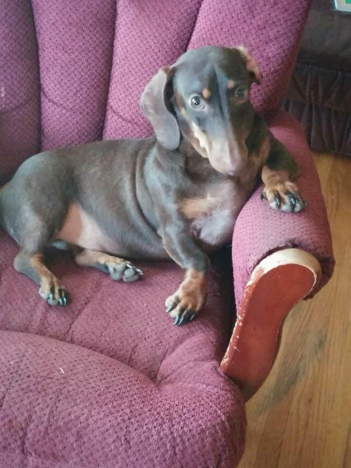 Vance's dog JT just Chillin . What a sweetie
