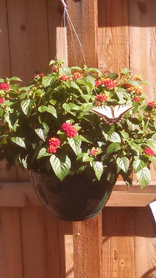 Thought I'd share this. Taken on the deck this morning while having coffee. Peaceful...