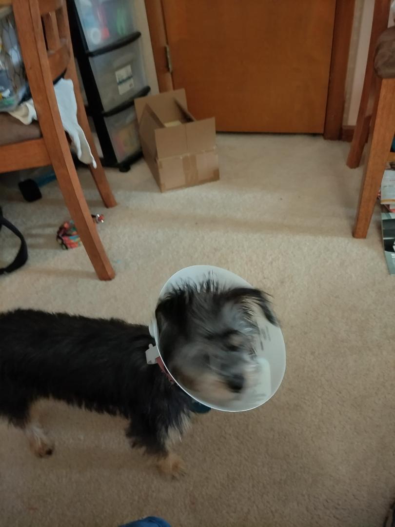 Sally gets the cone of shame as she will not leave the stitches alone.