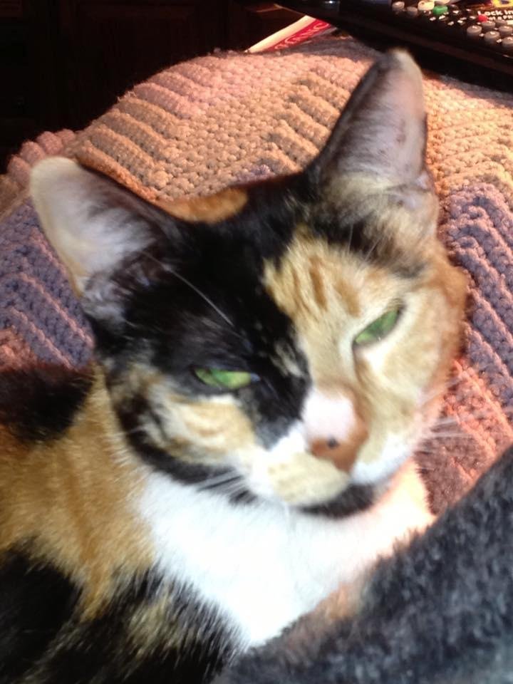 Callie Jones-Howard Beloved companion April 5, 2005 til January 31, 2016
R. I. P.
