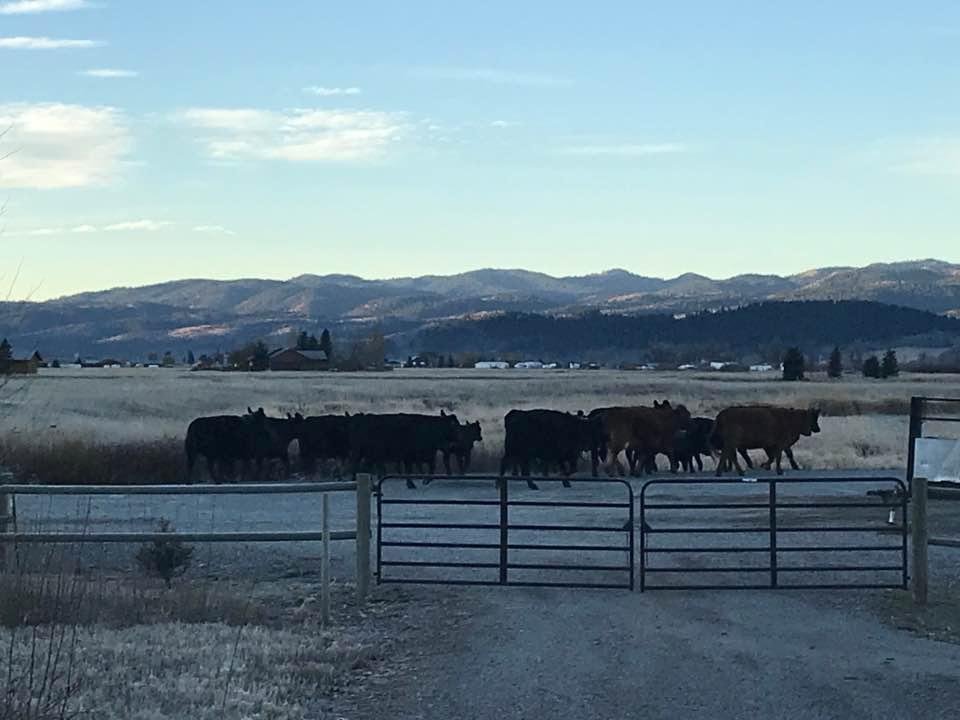 Remember to shut your gates. Wyoming is “open range,” so cattle aren’t fenced in and it’s up to you to fence them out. This morning they sure looked like they wanted to come up the driveway for a visit, but soon headed of