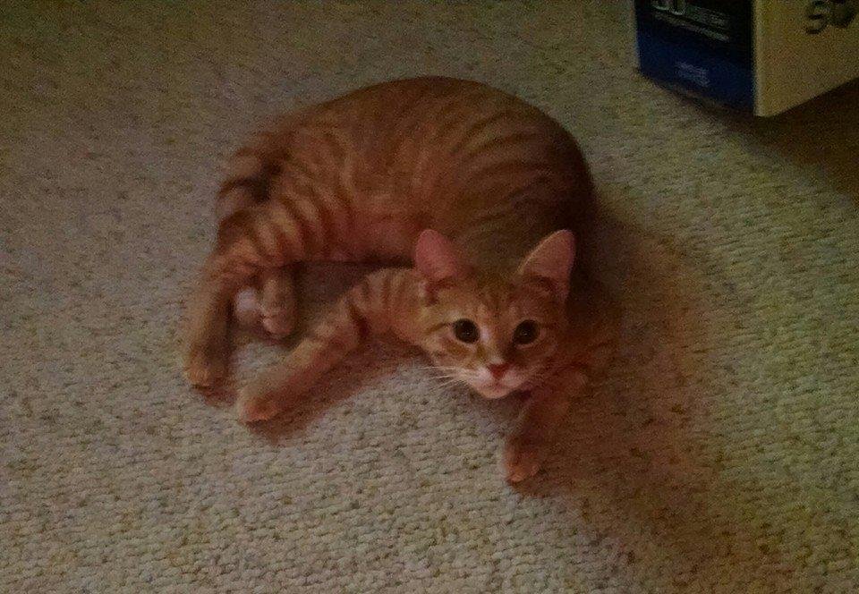 Lucy, our newest addition; she kinda adopted us. None the less, she fits right in this cray cray family.