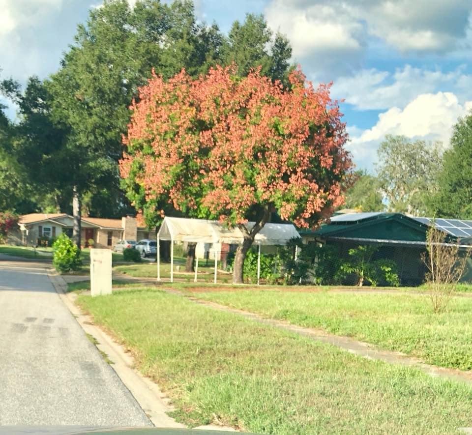 Phase two in the Golden Rain Tree life cycle. Not quite as pretty as the golden phase, but attractive in its own right.