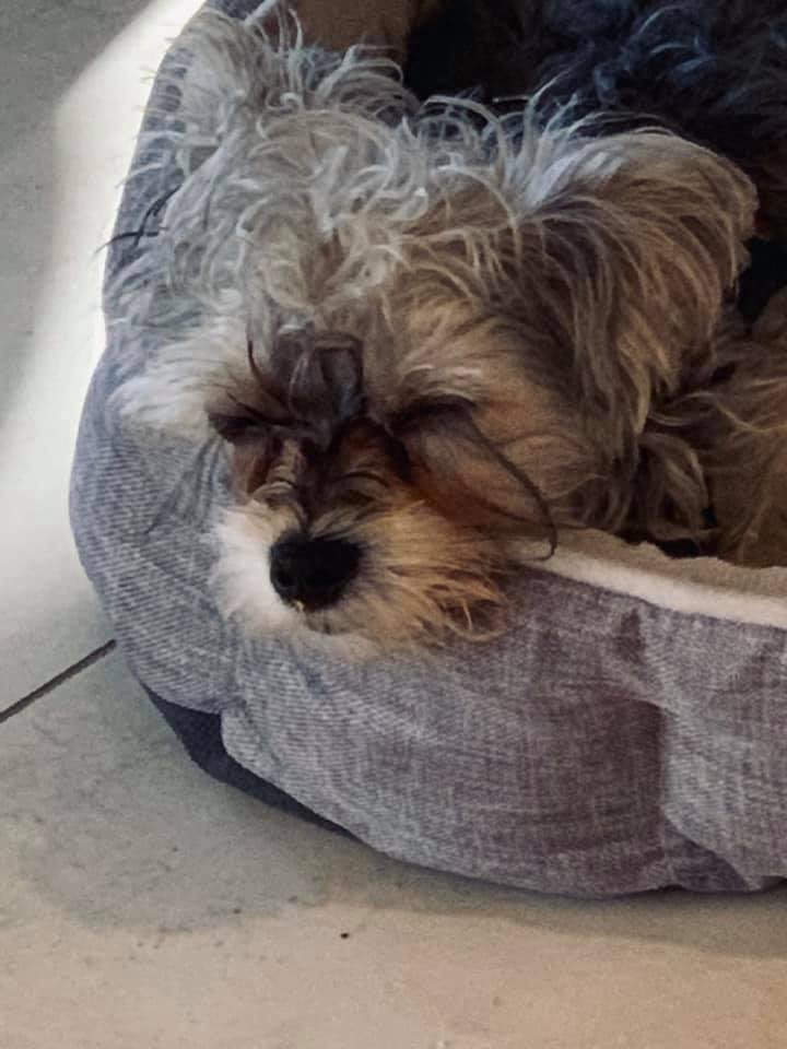 Gizmo’s sleeping!