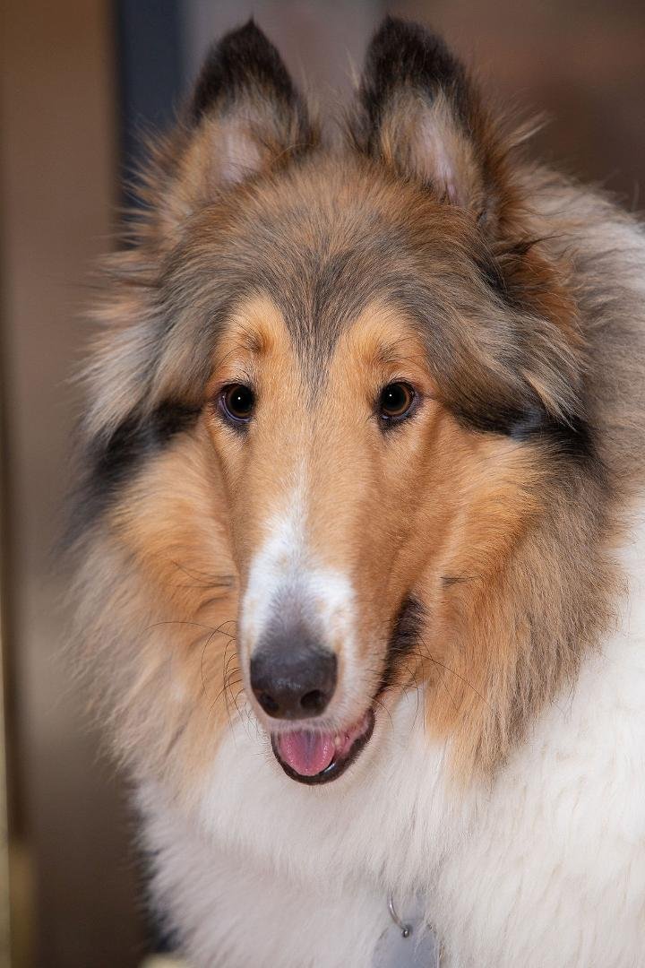 We are sad to say that on Friday we had to say goodbye to our companion Hank. He was taken by cancer and leaves us with just memories. Dale Snow
We would like to thank TVS photography for the beautiful photos