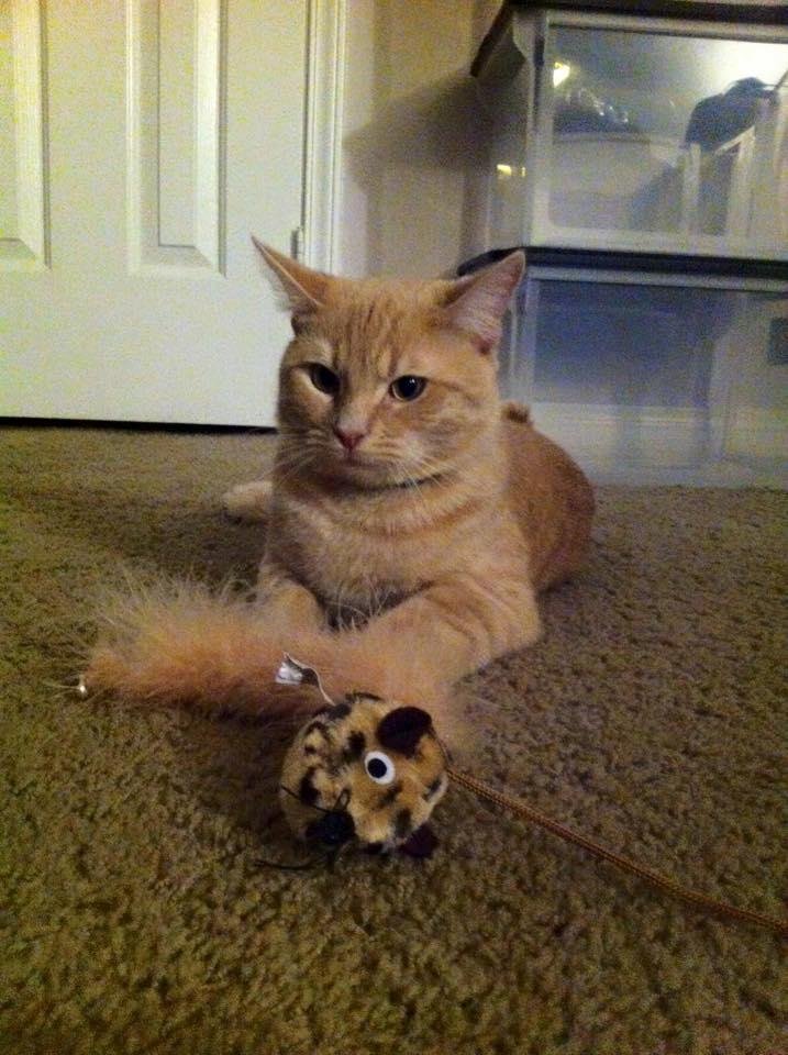 Newest addition to my home, Toby, a one year old tabby.  He is settling in quite well 😃