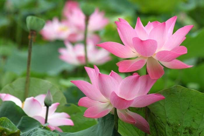 "Pink Beauty" puzzle, from https://puzzledhearts.com/ph?pid=pink_beauty